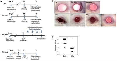 Conjunctival infiltrates and cytokines in an experimental immune-mediated blepharoconjunctivitis rat model